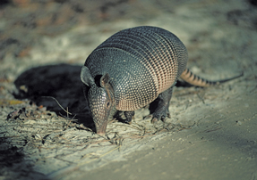 Nine-banded long-nosed armadillo North America Americans who reside in the Southwest are at risk for leprosy due to contact with armadillos which are hosts for less-thanigreater-thanMycobacterium lepraeless-thanslashigreater-than bacilli