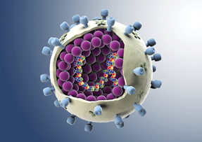 Cutaway computer artwork showing the internal and external structure of an influenza flu virus particle virion The virion consists of RNA ribonucleic acid colored spheres genetic material surr