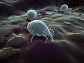 Environmental control strategies vary by allergen Dust mite allergies mean using hot water to wash bedding and allergen-proof cases for pillows and mattresses Photo by iStock