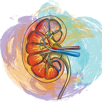 Recent efforts led in many cases by medical students and residents have pushed institutions to reconsider the use of race not just in estimating kidney function but in a variety of algorithms and sc